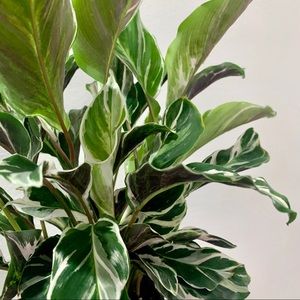 Other - Calathea White Fusion Other - Calathea White Fusion